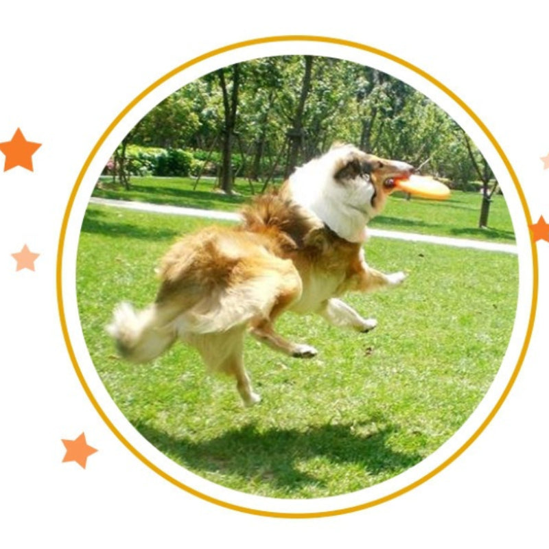 Orange Pet Outdoor Chew Frisbee