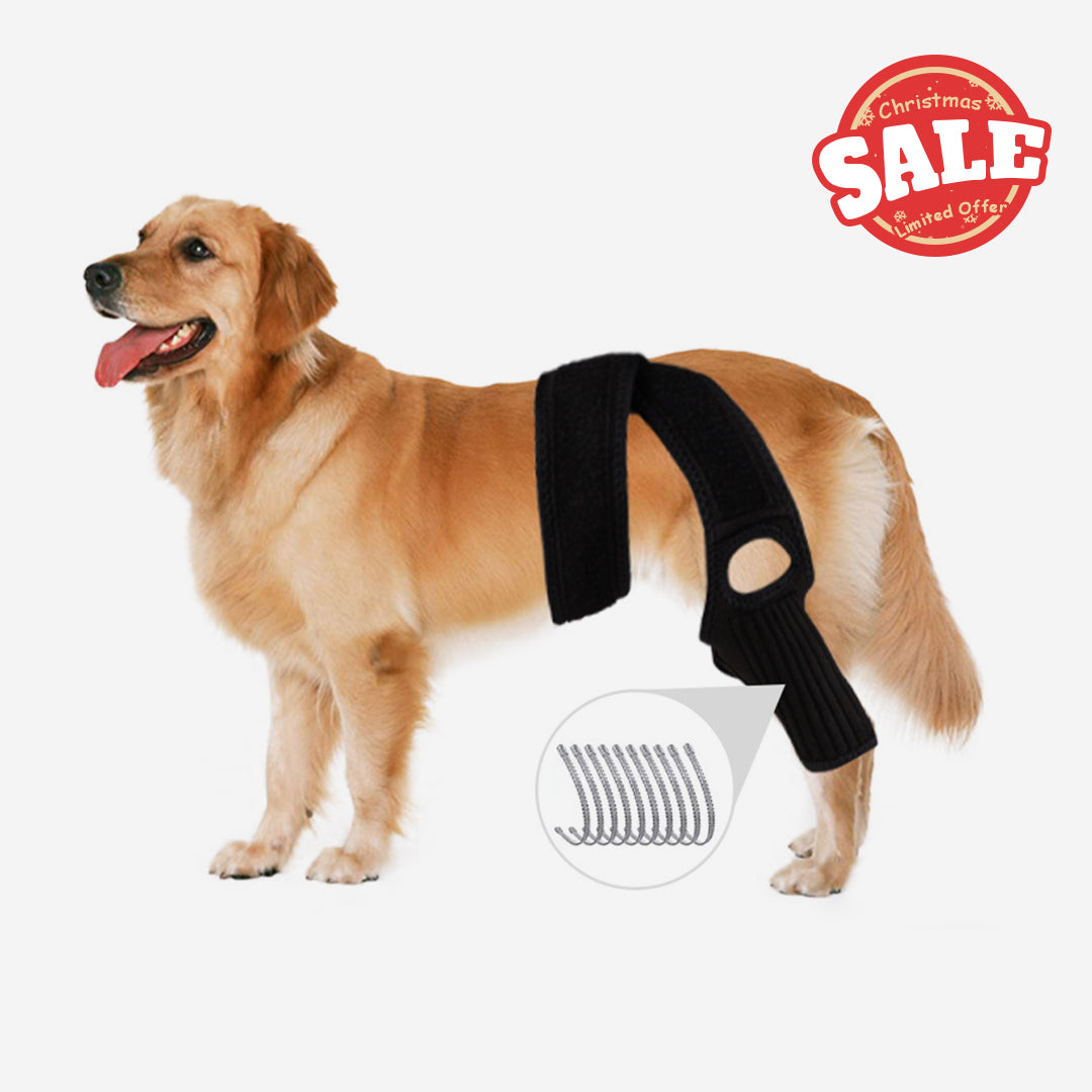 Single-piece canine joint protection gear